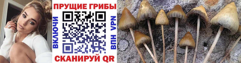 Купить  Зеленогорск  Галлюциногенные грибы Magic Shrooms 